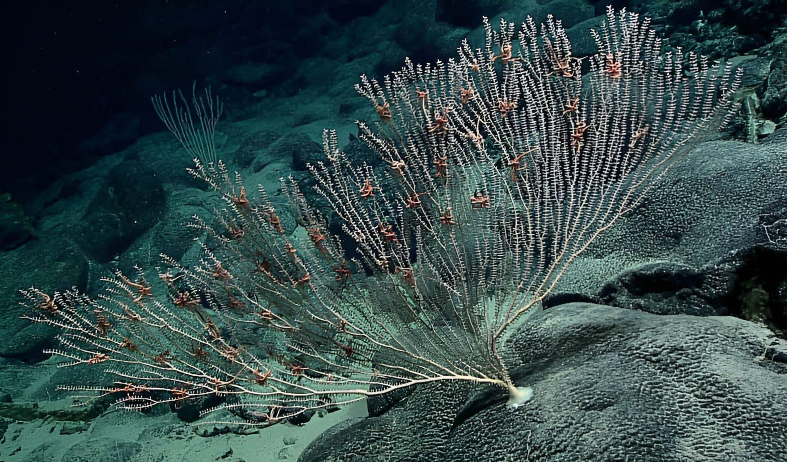 A pale fan-shaped deep-sea coral colony on dark rock, its branches densely lined with small pink brittle stars