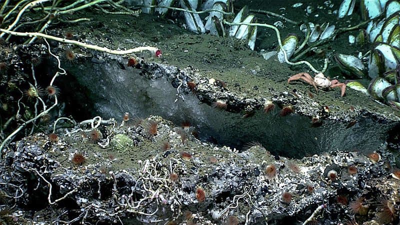 A meter-wide mass of white ice-like methane hydrate beneath a carbonate ledge, surrounded by tubeworms, clams and anemones