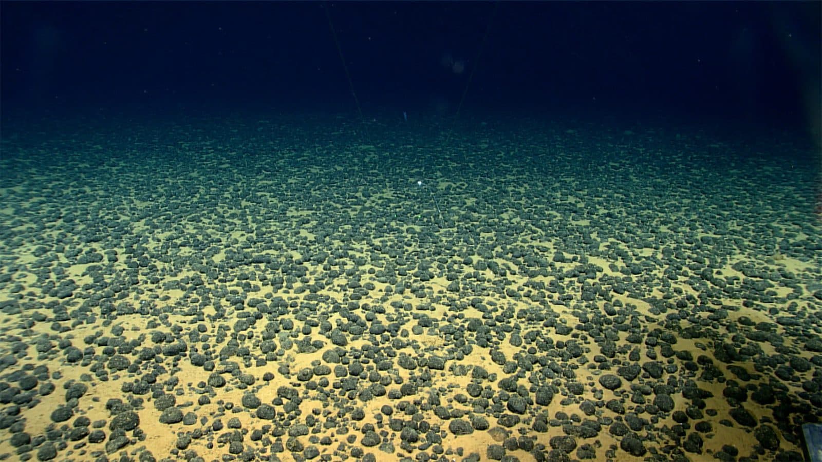 A seafloor plain densely covered in dark potato-sized polymetallic nodules